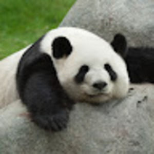 Meet your Posher, Tong